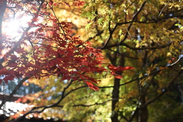 Fototapeta 色とりどりのもみじ