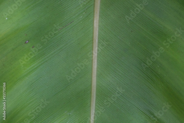 Fototapeta Green leaves in the morning atmosphere