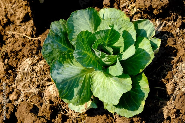 Obraz Soft focus of Big cabbage on the ground in the morning with mild sunshine in the garden.Head of green fresh cabbage.Organic vegetables.
