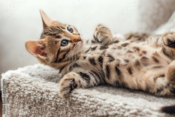 Fototapeta Cute bengal kitten laying on a soft cat's shelf of a cat's house.