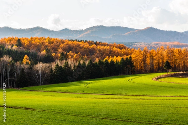 Obraz 北海道、秋の美瑛・10月、日本