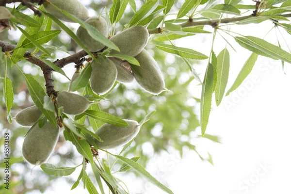 Obraz Drzewo migdałowe