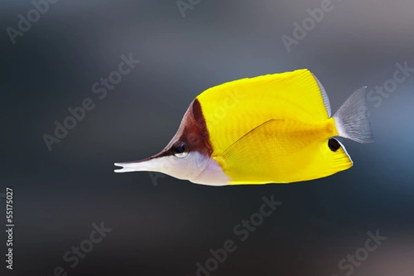 Obraz Longnose butterflyfish
