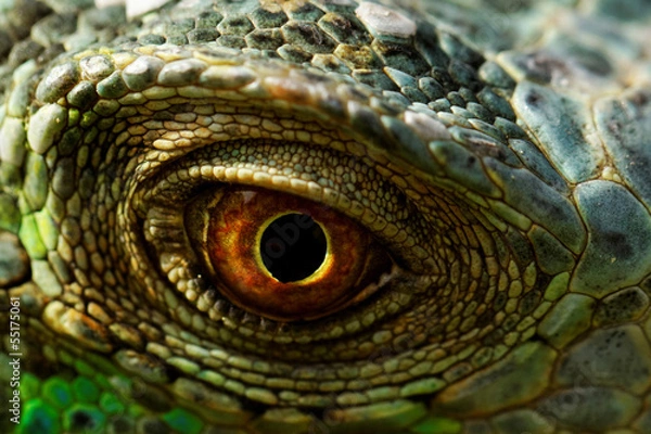 Obraz oko iguany