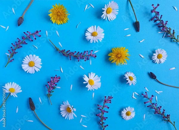 Fototapeta Daisy, dandelion and lavender pattern. Flat lay from yellow, white and purple spring and summer flowers and white petals on a pastel blue background. Top view minimal concept