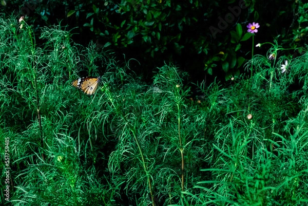 Obraz leaves in the forest