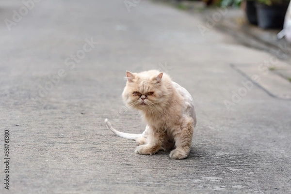 Fototapeta Long-haired cats get their fur trimmed because it's dirty.