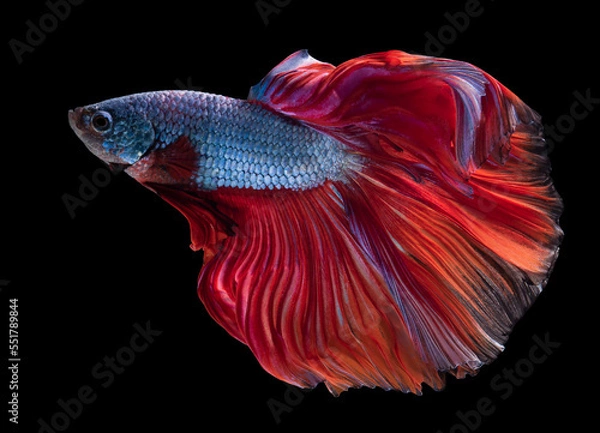 Fototapeta Beautiful movement of blue red betta fish, Siamese fighting fish, Betta splendens isolated on black background. Studio shot.