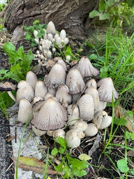 Fototapeta large vertical photo. autumn time. inedible mushrooms on the tree. a group of toadstools. beautiful porcini mushrooms in the middle of the foliage. eco. bio.