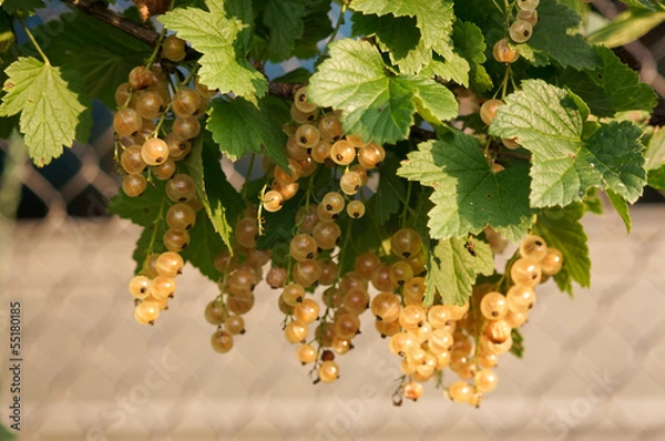 Fototapeta White currant grows on a bush bunch