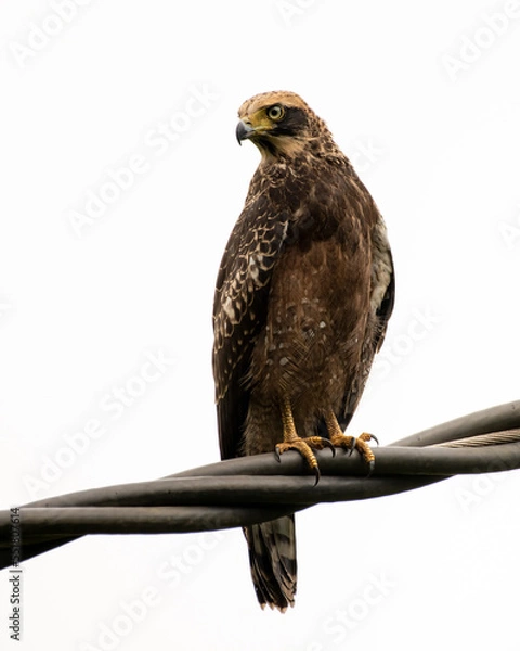 Obraz Juvenile Crested serpent eagle perched on electrical cables