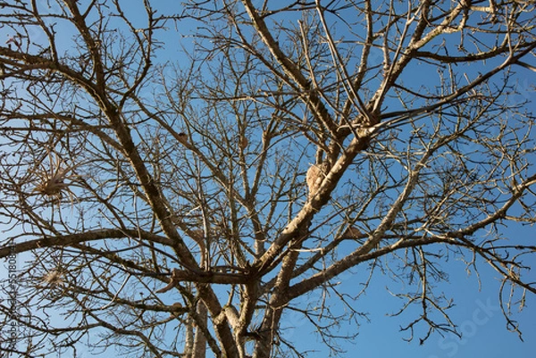 Obraz bird nest off tree