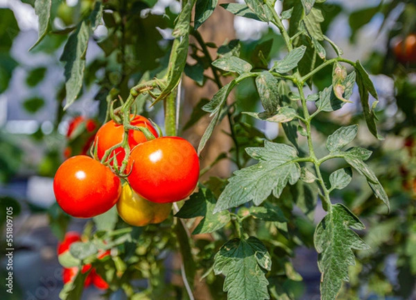 Obraz Red ripe tomato on plant