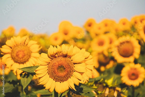 Obraz sunflower field