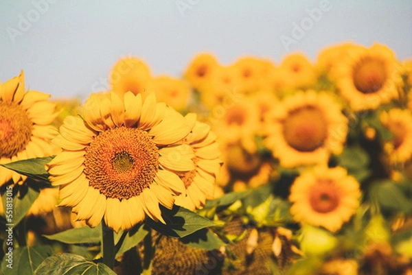 Obraz sunflower field