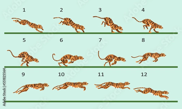 Obraz Animation cycle of a tiger. Predator run. Twelve key frames.