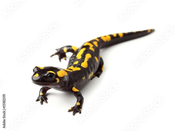 Fototapeta Salamandra plamista (Salamandra salamandra) na białym tle