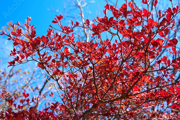 Fototapeta 紅葉した樹木