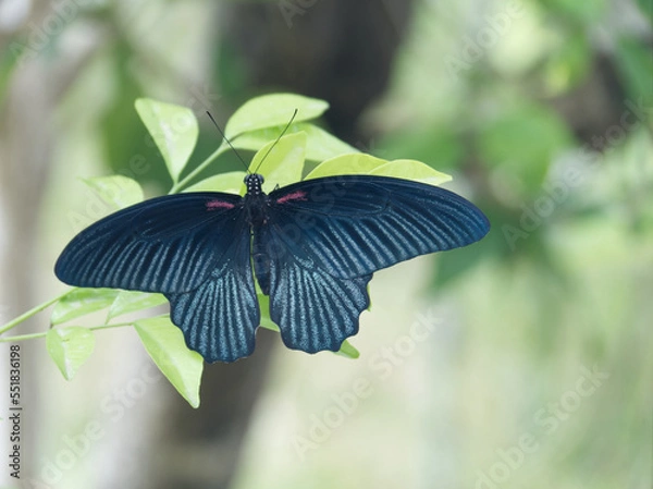 Fototapeta OLYMPUS DIGITAL CAMERA