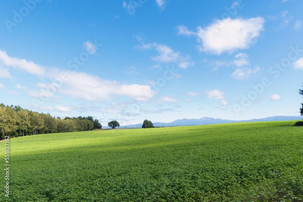 Obraz 北海道　美瑛　パッチワークの丘