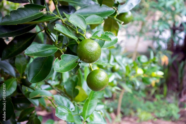 Fototapeta Kumquats are a type of citrus fruit growing on small trees that have edible skin and flesh, and kumquats are believed to be native to China.