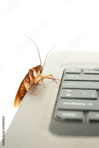 Obraz Cockroach climbing on keyboard to present computer attacked