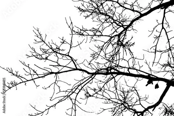 Fototapeta Tree branch silhouette on transparent background
