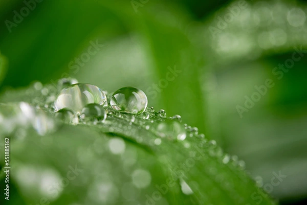Obraz A closeup of water drops on green leaf after raindrops
