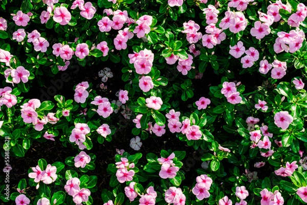 Obraz seamless pattern with flowers
