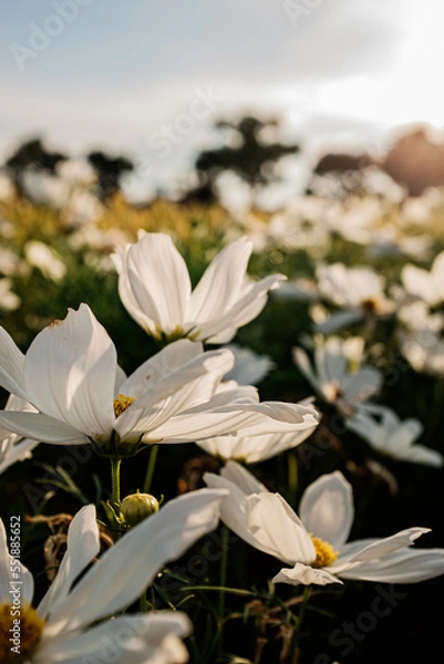 Obraz flowers 