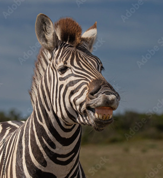 Obraz Das lachende Zebra