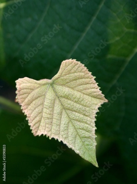Fototapeta leaf