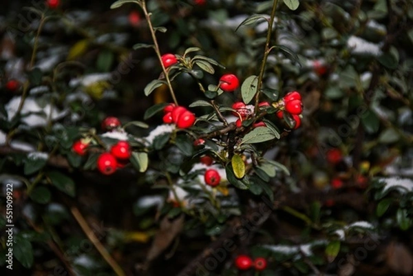 Fototapeta Winter red berries, snow on red berries, closeup