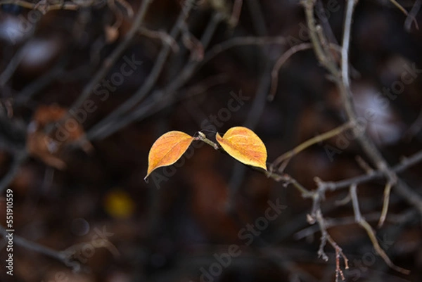 Fototapeta autumn leaves on the ground, late autumn with snow