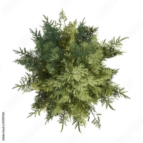 Obraz Picea obovata, the Siberian spruce, 3d rendering of siberian tree on PNG transparent background