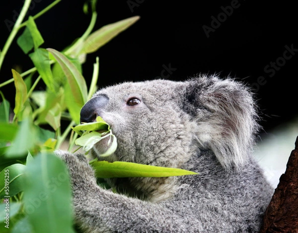 Obraz Koala, jedząc liście eukaliptusowe.