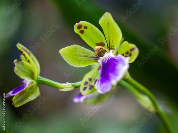Obraz Orquidea Zygopetalum