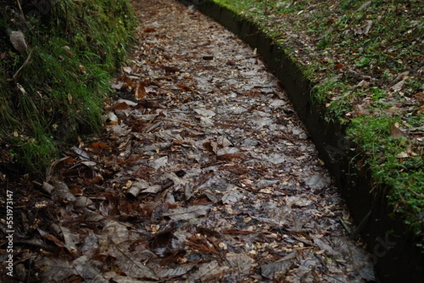 Obraz 落ち葉の道