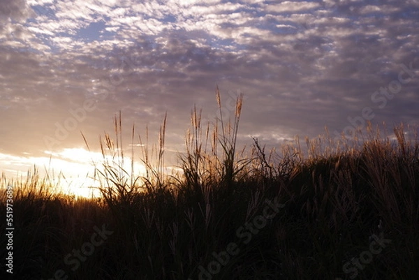 Obraz 夕焼けに染まる阿蘇のススキ