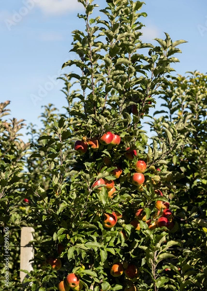 Fototapeta Apple orchard with red ripe apples on branches