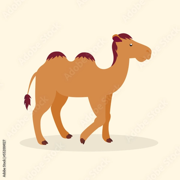 Fototapeta Bactrian camel walking, side view