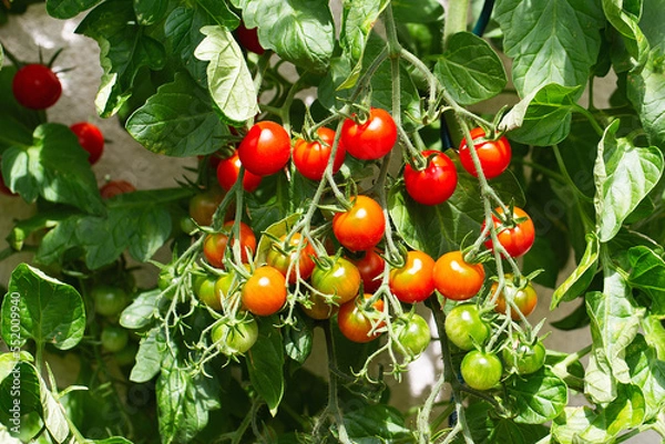Fototapeta Red ripe cherry tomatoes grown in greenhouse. Ripe tomatoes are on the green foliage background, hanging on the vine of a tomato tree in the garden. Tomato cluster. Home gardening. Organic farming