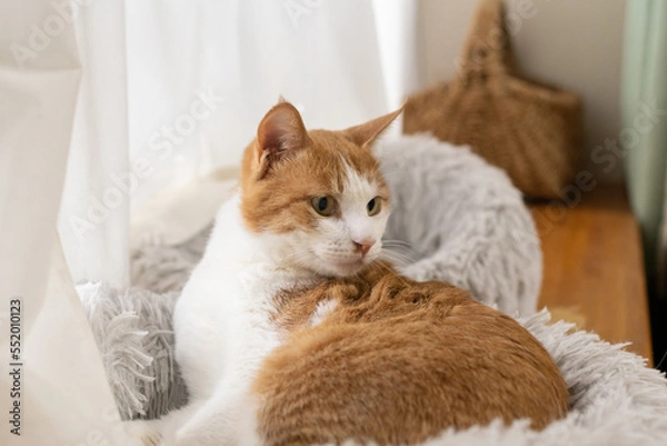 Fototapeta くつろぐ猫　茶トラ白