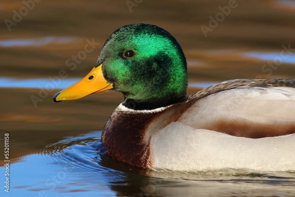 Obraz Mallard