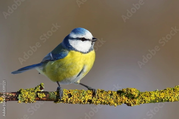 Obraz Blue tit