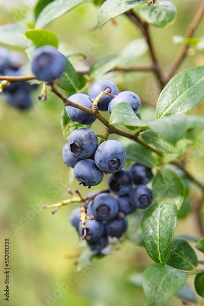 Fototapeta Blueberry field. Fresh organic blueberries on the bush. Fresh berries on the branch on a blueberry field farm. Great bilberry. Bog whortleberry