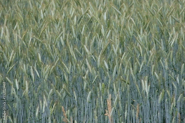 Obraz green rye fields in Lithuania with isolated sky