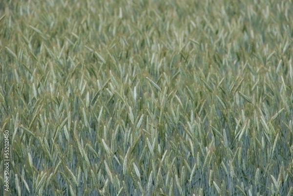 Obraz green rye fields in Lithuania with isolated sky
