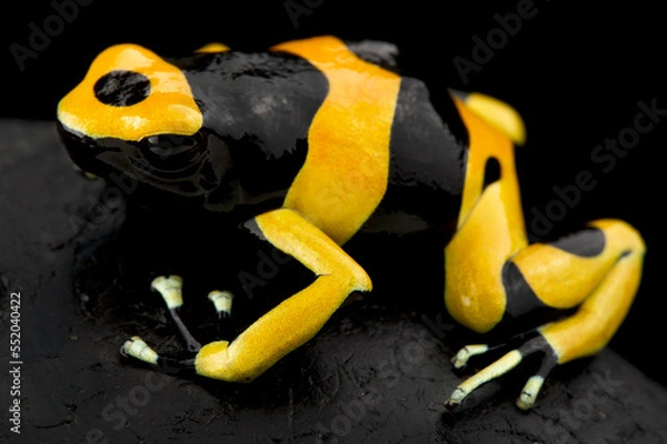 Fototapeta Yellow-banded poison dart frog (Dendrobates leucomelas) Guyana