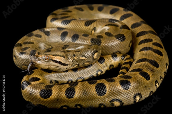 Obraz Green anaconda (Eunectes murinus)